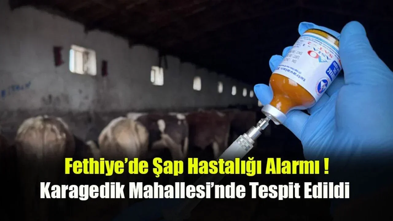 Fethiye'de şap hastalığı tespit edilen işletmede ekipler hayvan sağlığı kontrolleri gerçekleştiriyor.