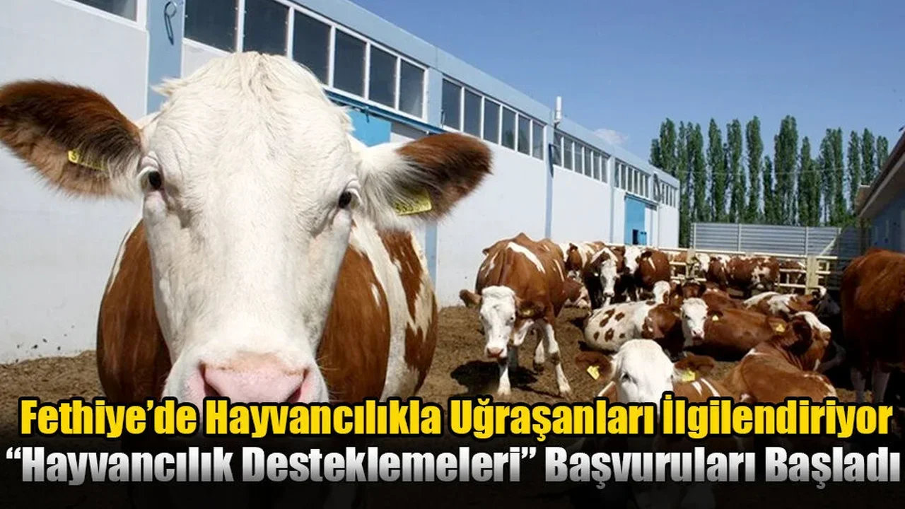 Fethiye’de Hayvancılıkla Uğraşanları İlgilendiriyor