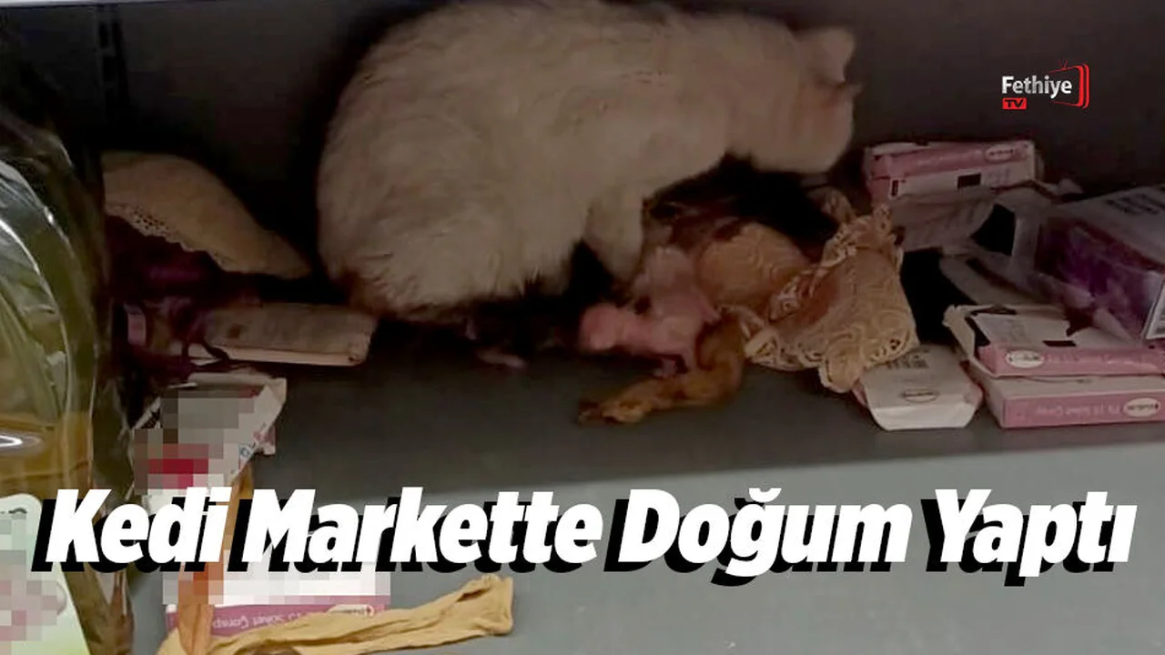 Kedi, Markette Doğum Yaptı