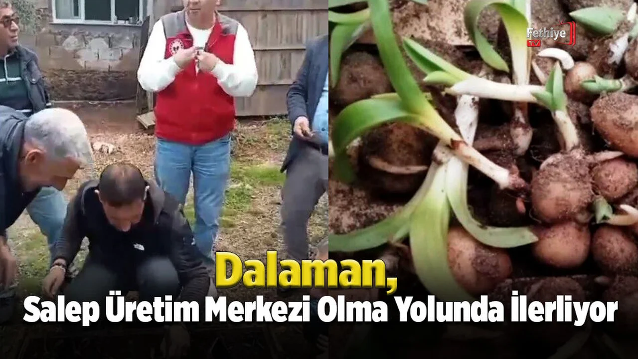 Dalaman, Salep Üretim Merkezi Olma Yolunda İlerliyor