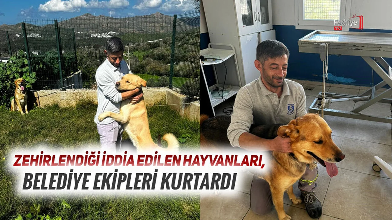 Zehirlendiği İddia Edilen Hayvanları, Belediye Ekipleri Kurtardı