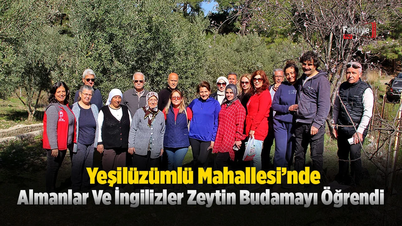 Almanlar Ve İngilizler Zeytin Budamayı Öğrendi