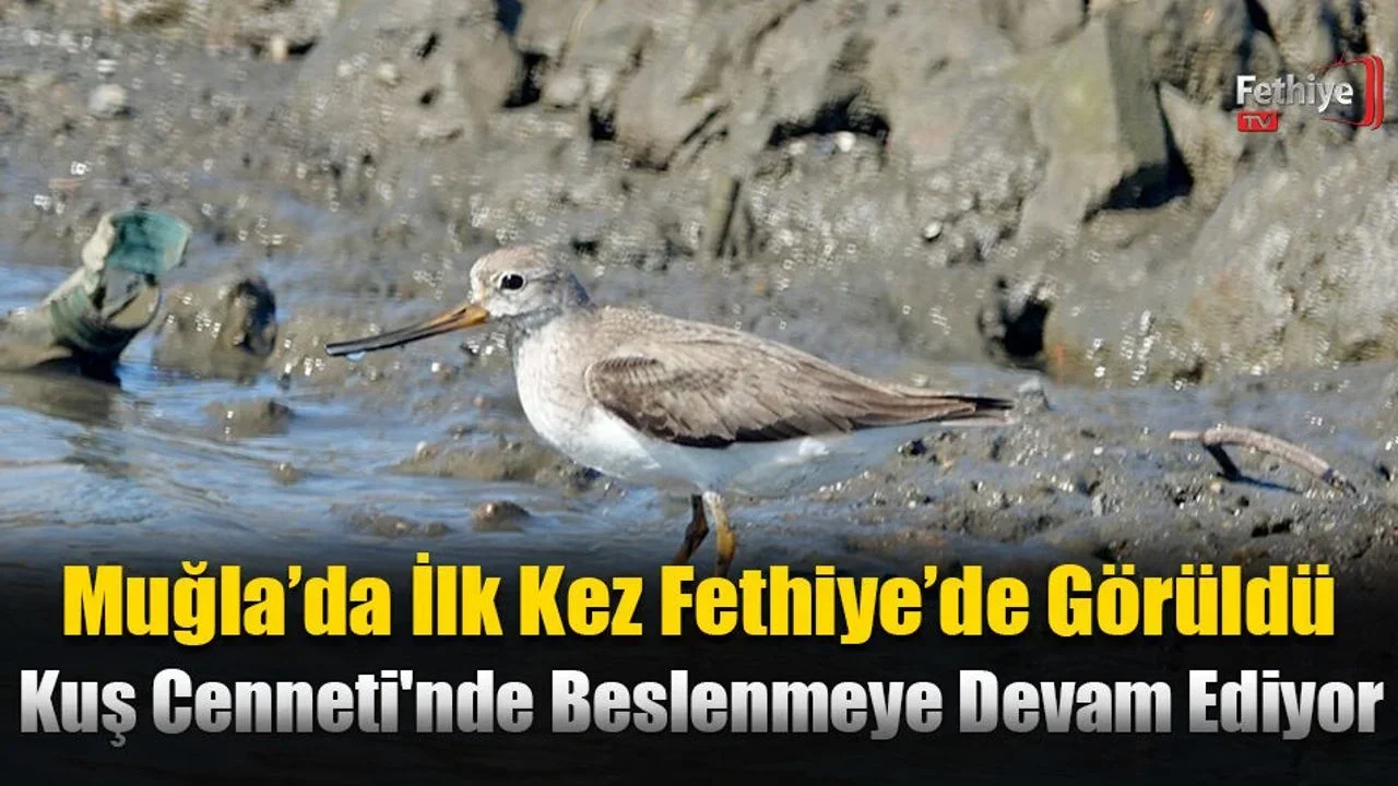 Muğla’da İlk Kez Fethiye’de Görüldü