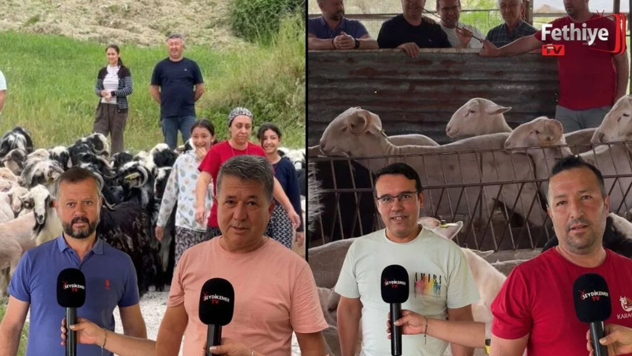 Karaca Kurbanlıkta Kurbanlıklar Satışta