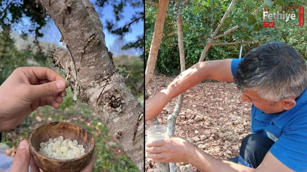 Fethiye’de Sakız Ağacı Deneme Bahçesi Dikkat Çekiyor