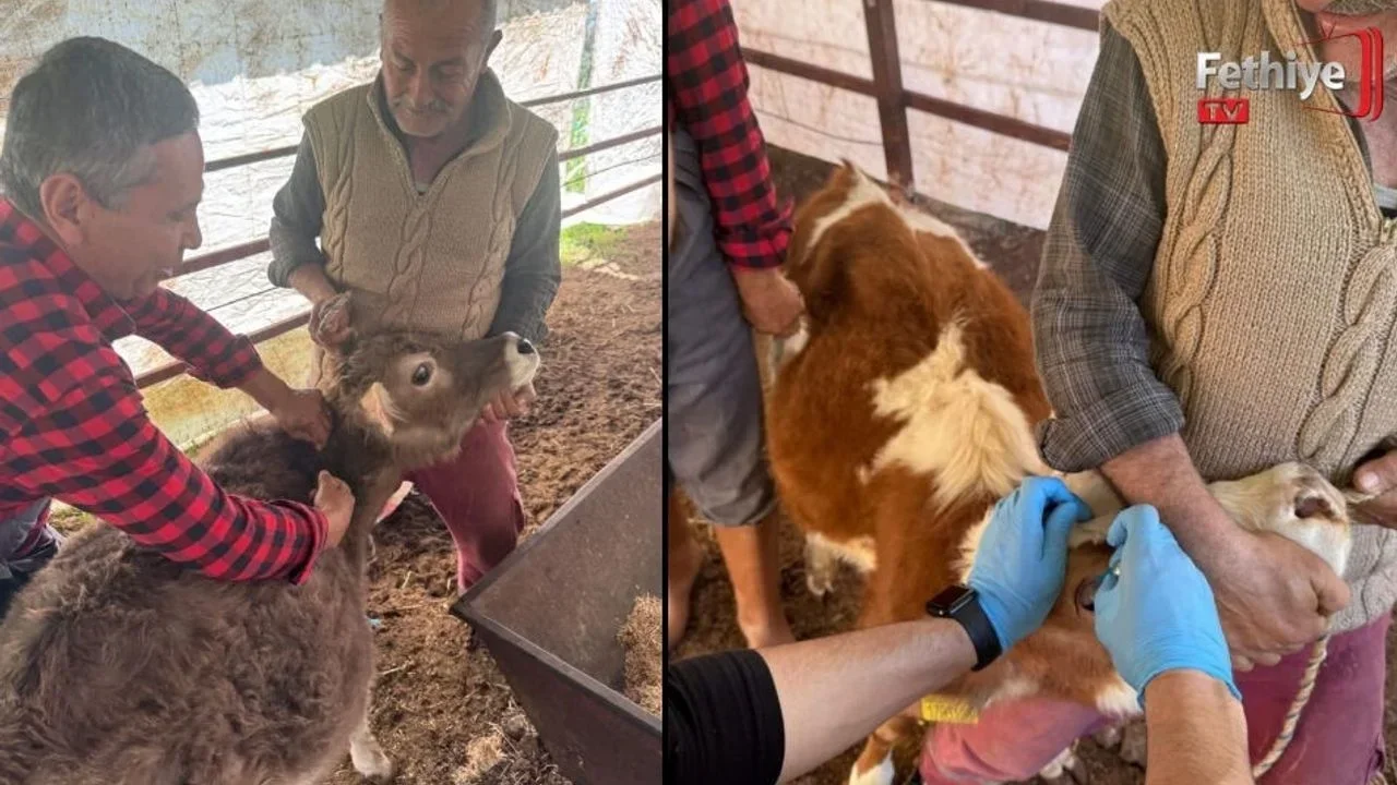 Fethiye’de Hayvan Sağlığı İçin Seferberlik
