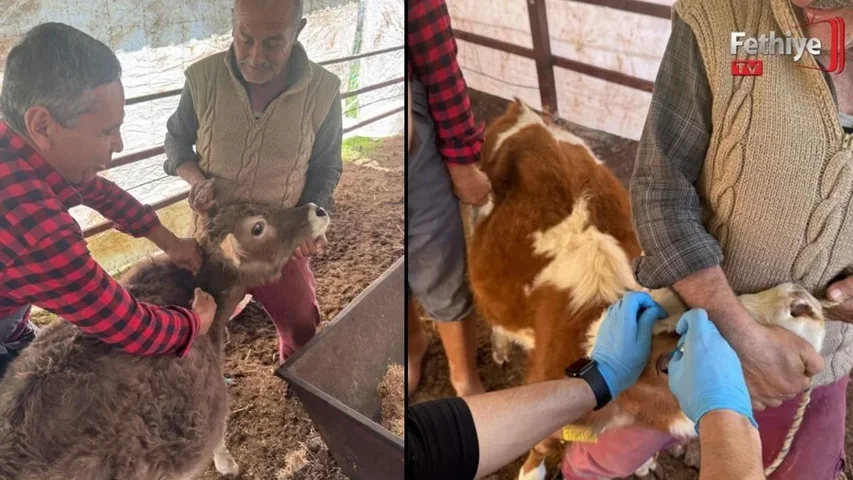 Fethiye’de Hayvan Sağlığı İçin Seferberlik