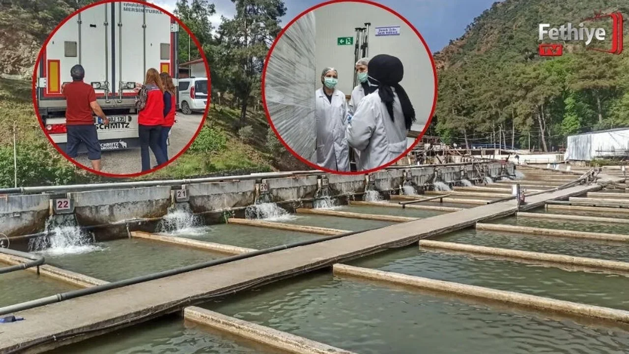 Fethiye’den Hollanda’ya Gönderilecek Alabalıklar Denetlendi
