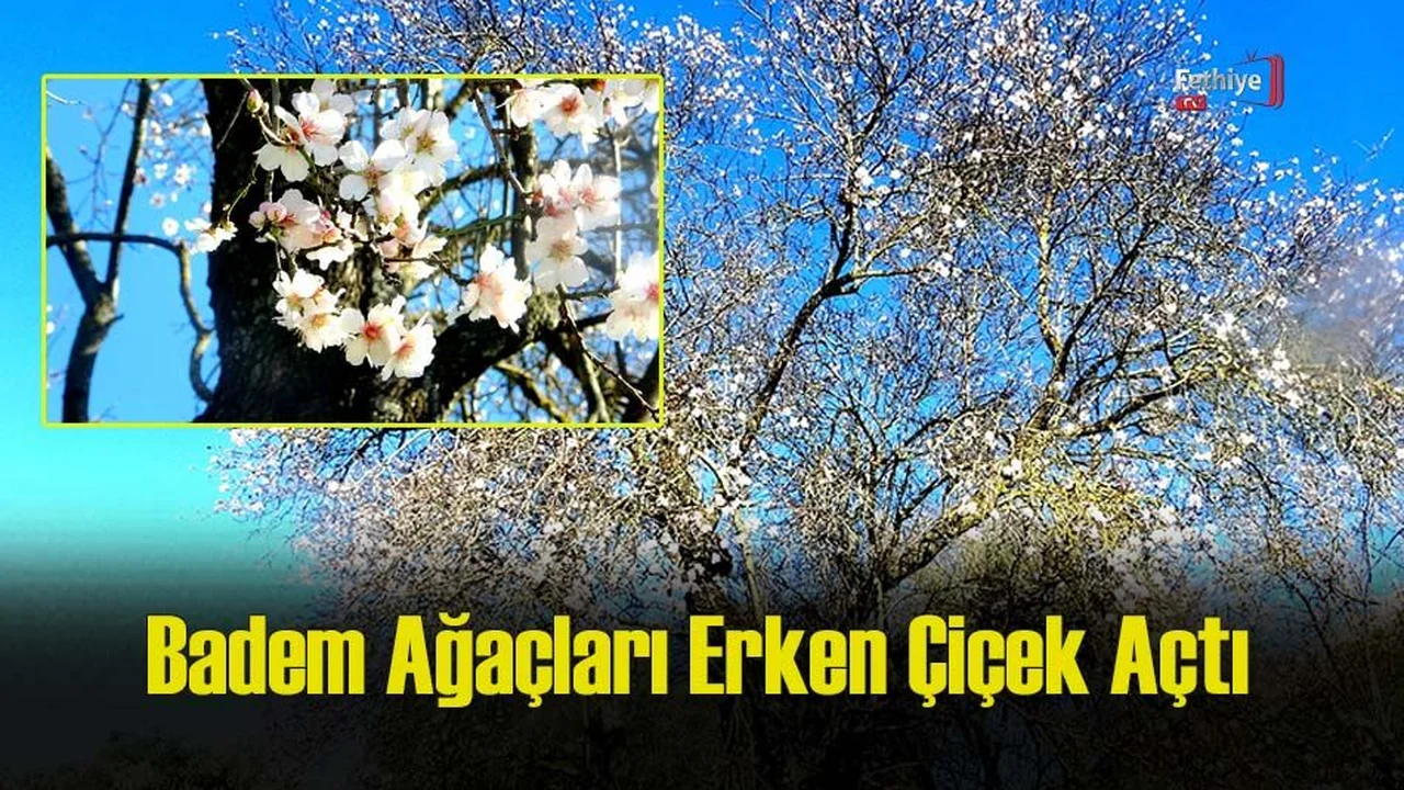 Badem Ağaçları Erken Çiçek Açtı