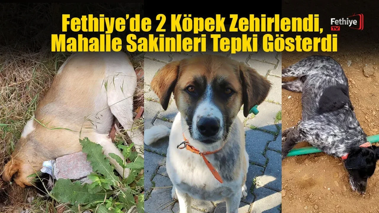 Fethiye’de 2 Köpek Zehirlendi, Mahalle Sakinleri Tepki Gösterdi