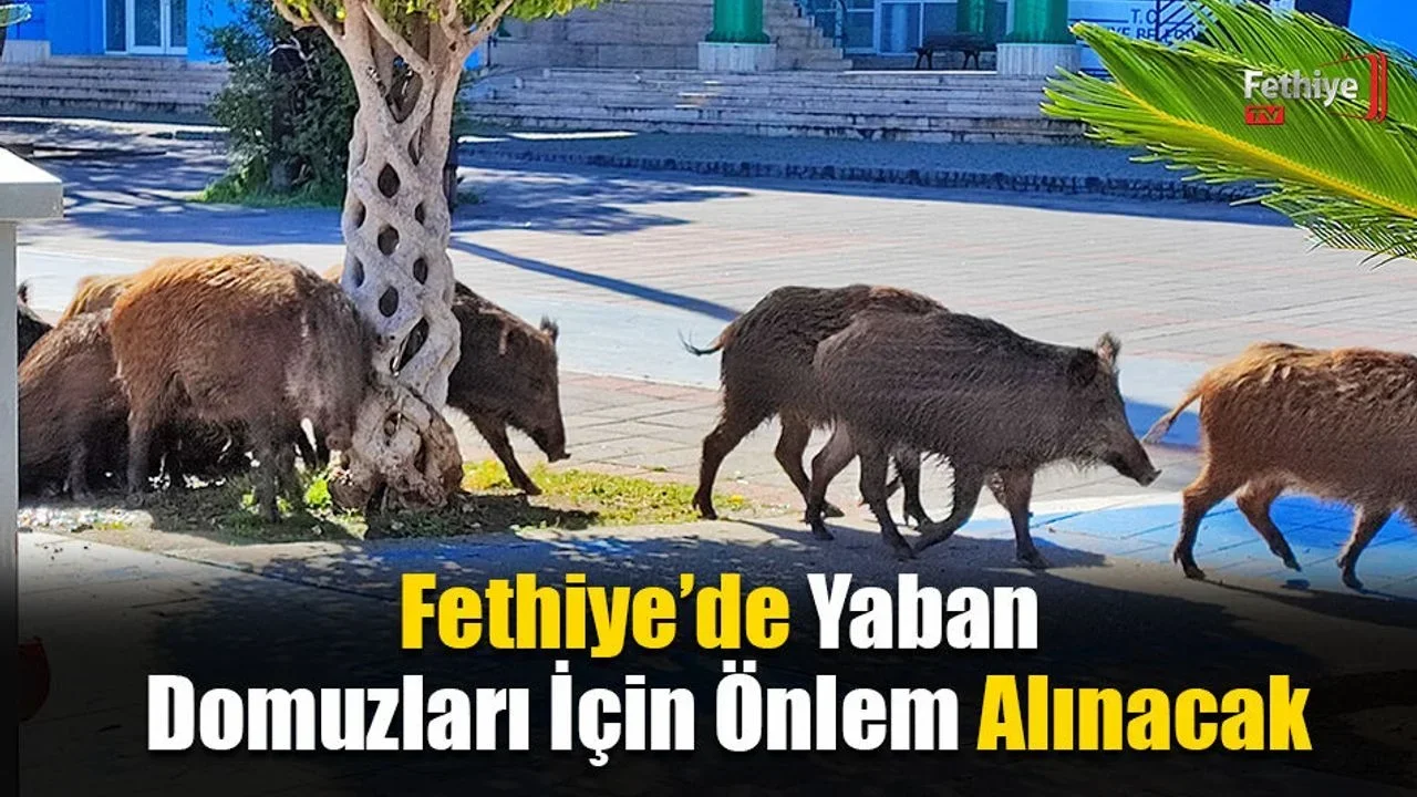 Fethiye’de Yaban Domuzları İçin Önlem Alınacak