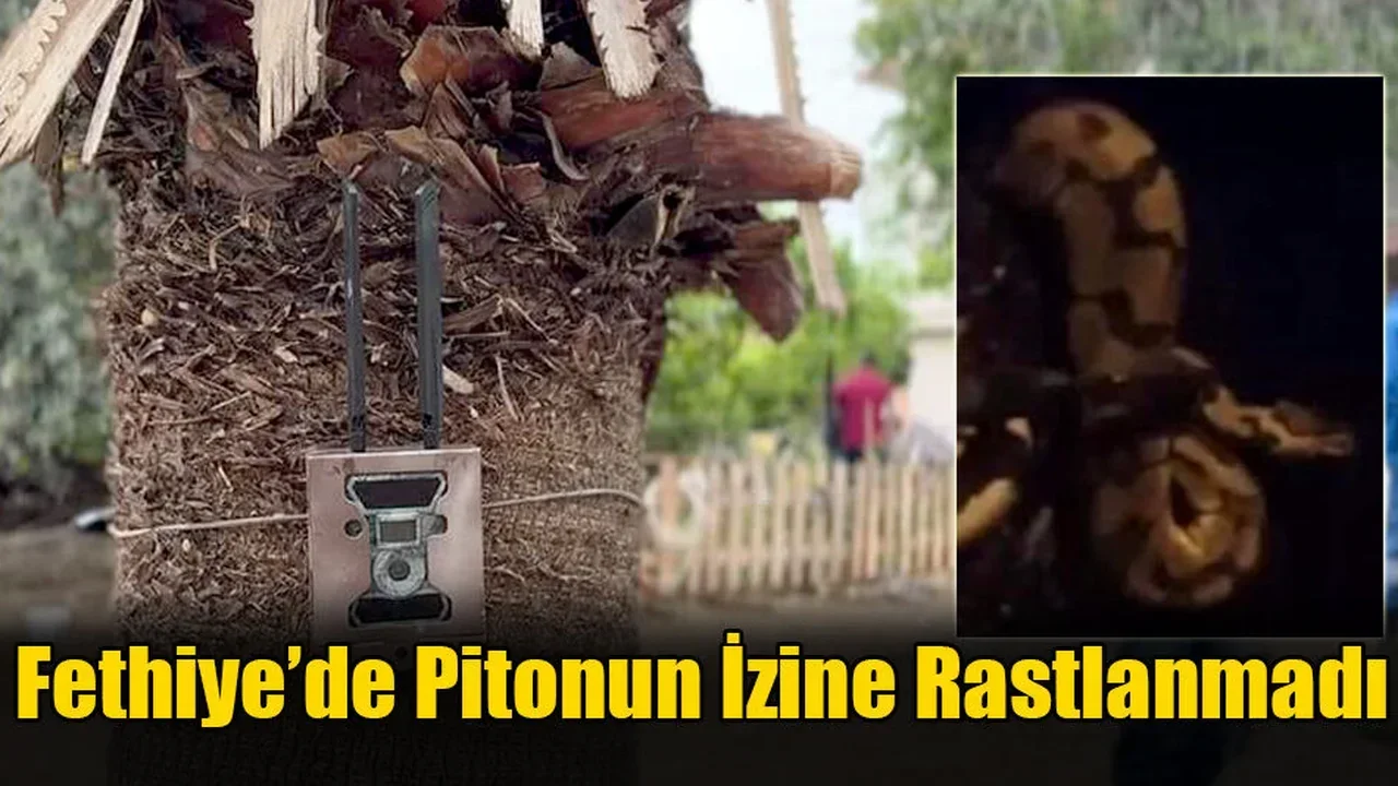 Fethiye’de Pitonun İzine Rastlanmadı