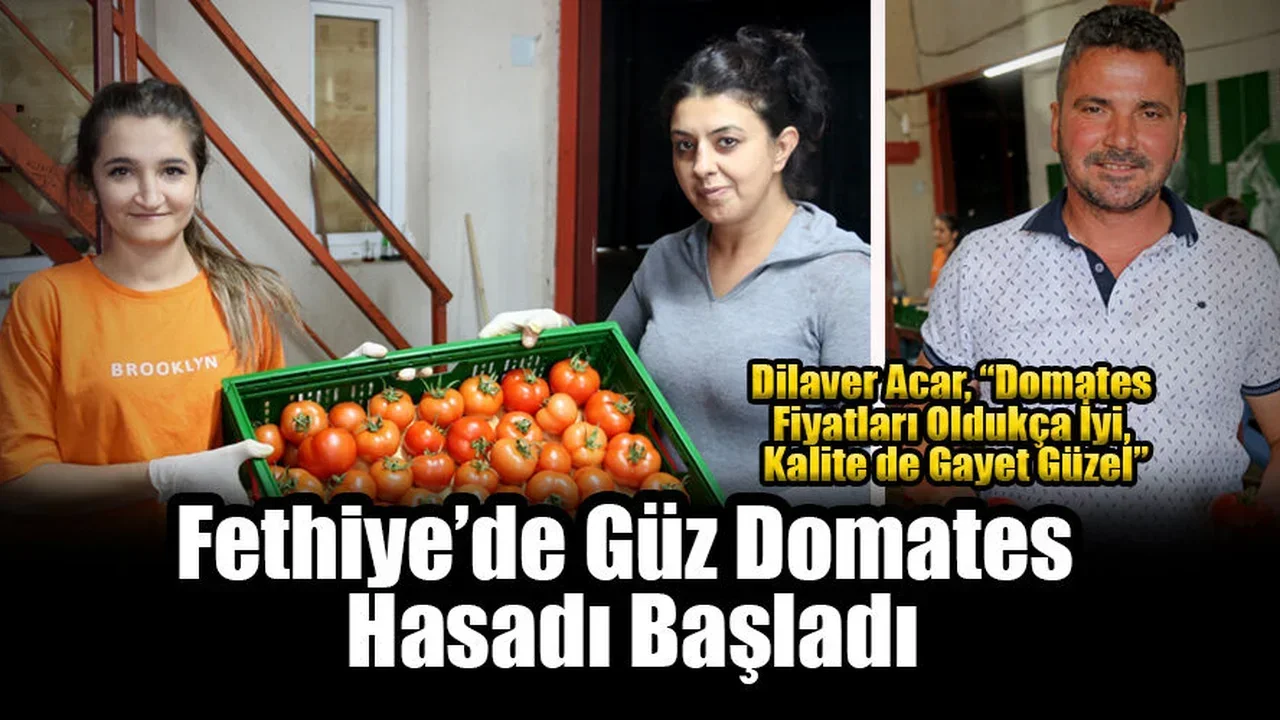 Fethiye’de Güz Domates Hasadı Başladı
