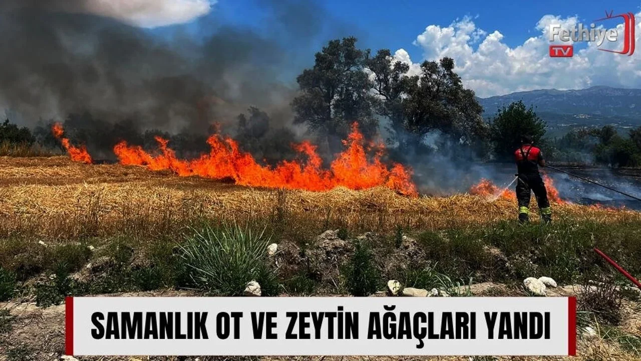 Samanlık Ot ve Zeytin Ağaçları Yandı
