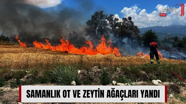 Samanlık Ot ve Zeytin Ağaçları Yandı