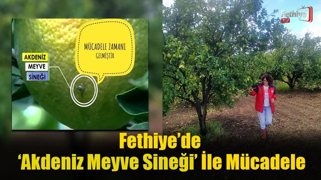 Fethiye’de Akdeniz Meyve Sineği İle Mücadele