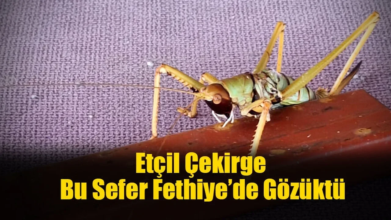 Etçil Çekirge Bu Sefer Fethiye’de Gözüktü