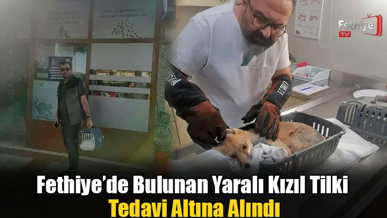 Fethiye’de Bulunan Yaralı Kızıl Tilki Tedavi Altına Alındı