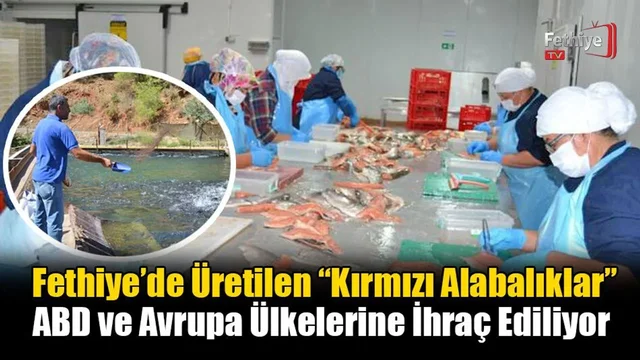 Fethiye’de Üretilen “Kırmızı Alabalıklar” ABD ve Avrupa Ülkelerine İhraç Ediliyor