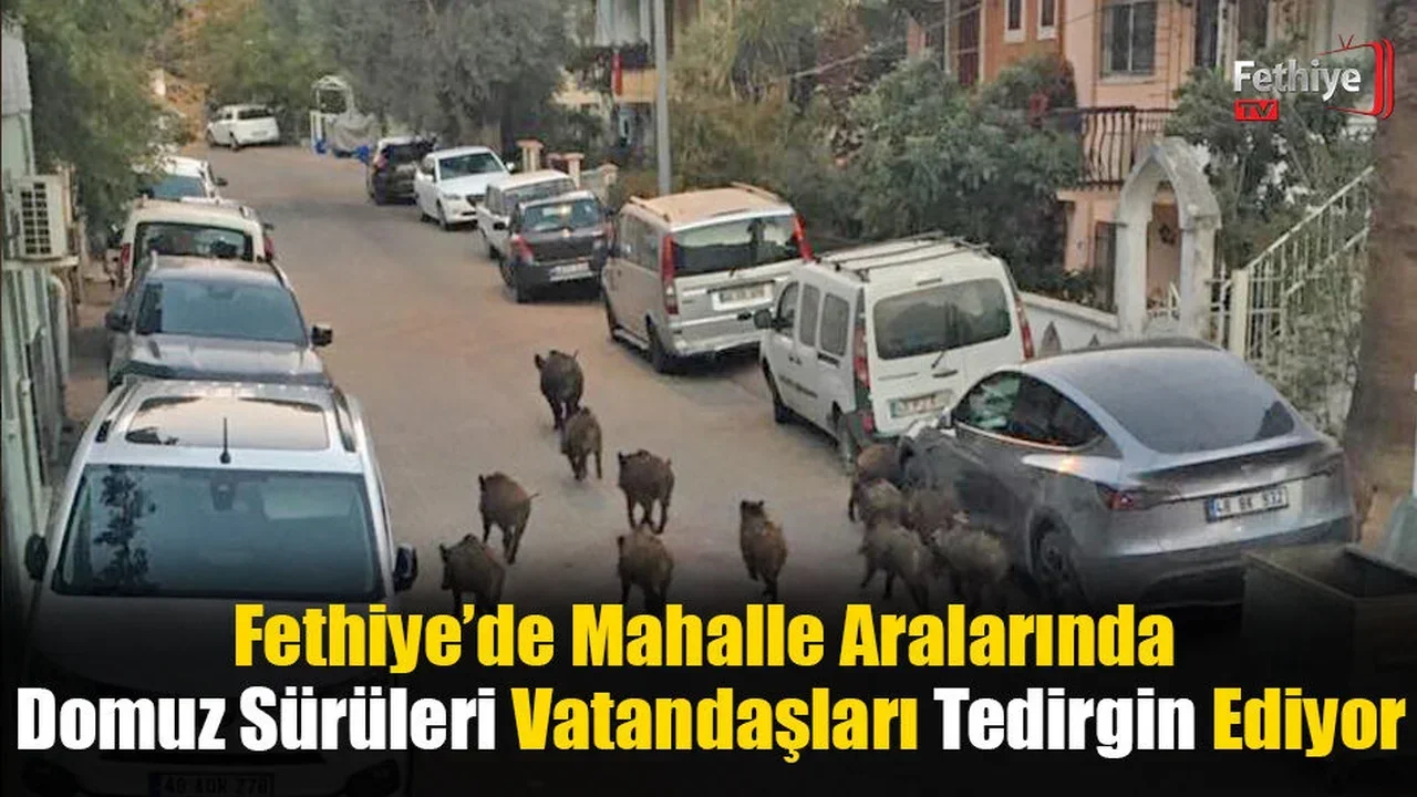 Fethiye’de Mahalle Aralarında Domuz Sürüleri Vatandaşları Tedirgin Ediyor