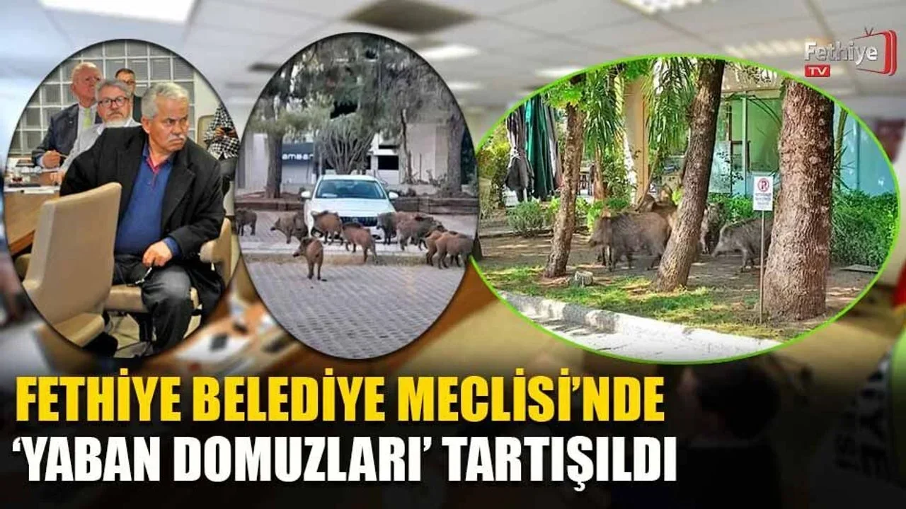 Fethiye Belediye Meclisi’nde ‘Yaban Domuzları’ Tartışıldı