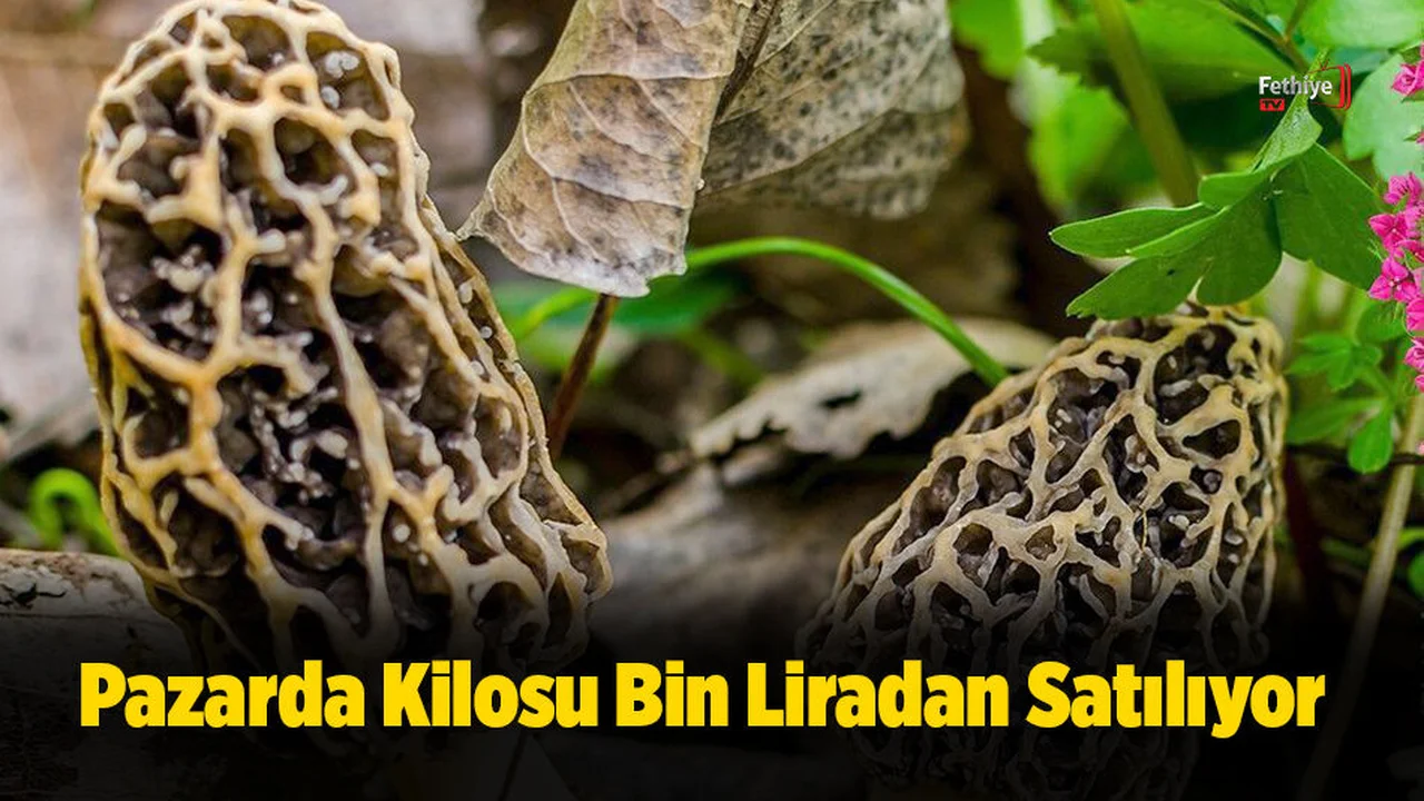 Kuzugöbeği Pazarda Kilosu Bin Liradan Satılıyor