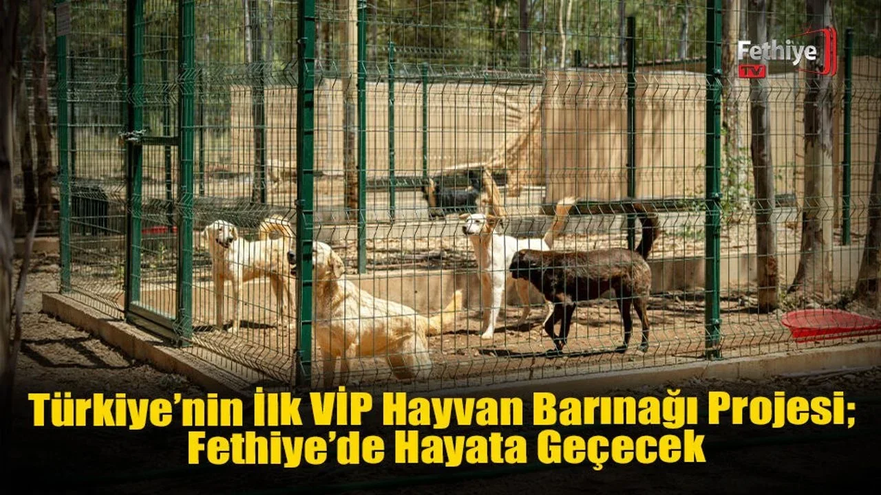 Türkiye’nin İlk VİP’i Hayvan Barınağı Projesi, Fethiye’de Hayata Geçecek