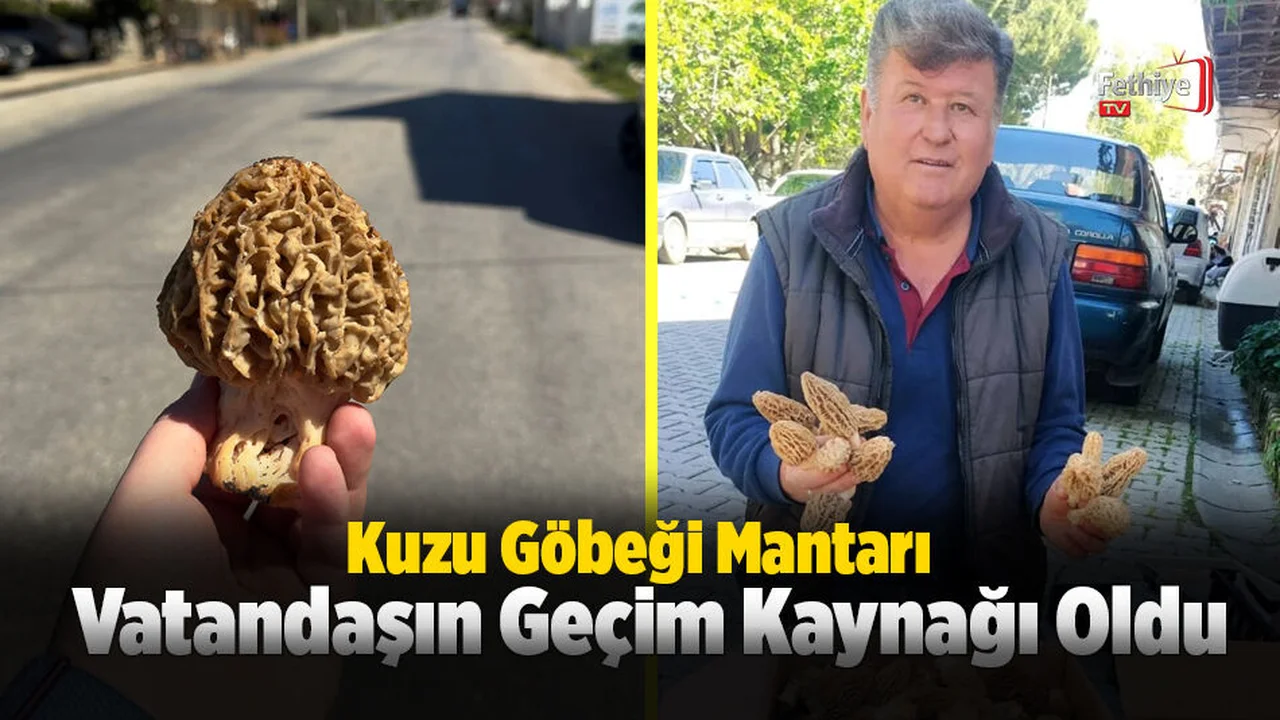 Kuzu Göbeği Mantarı Vatandaşın Geçim Kaynağı Oldu