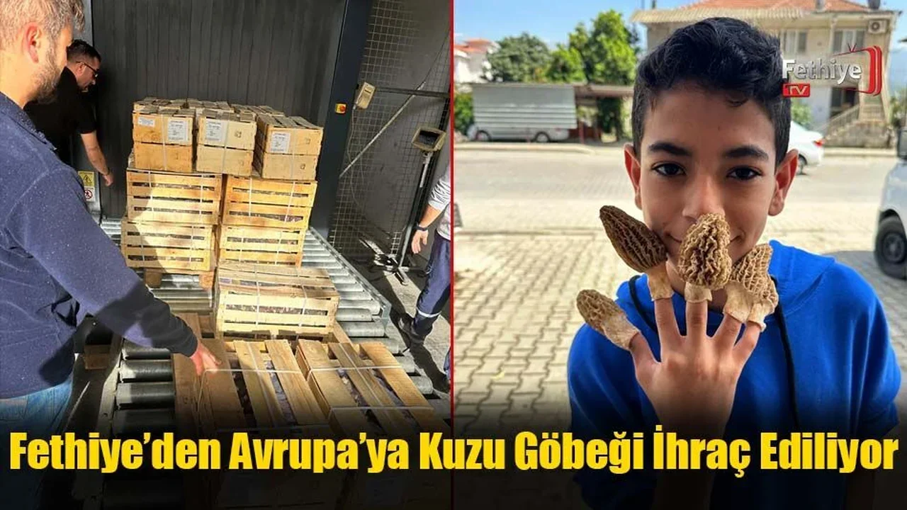 Fethiye’den Avrupa'ya Kuzu Göbeği İhraç Ediliyor