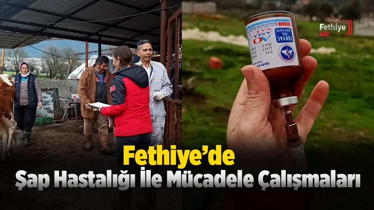 Fethiye’de Şap Hastalığı İle Mücadele Çalışmaları Sürüyor