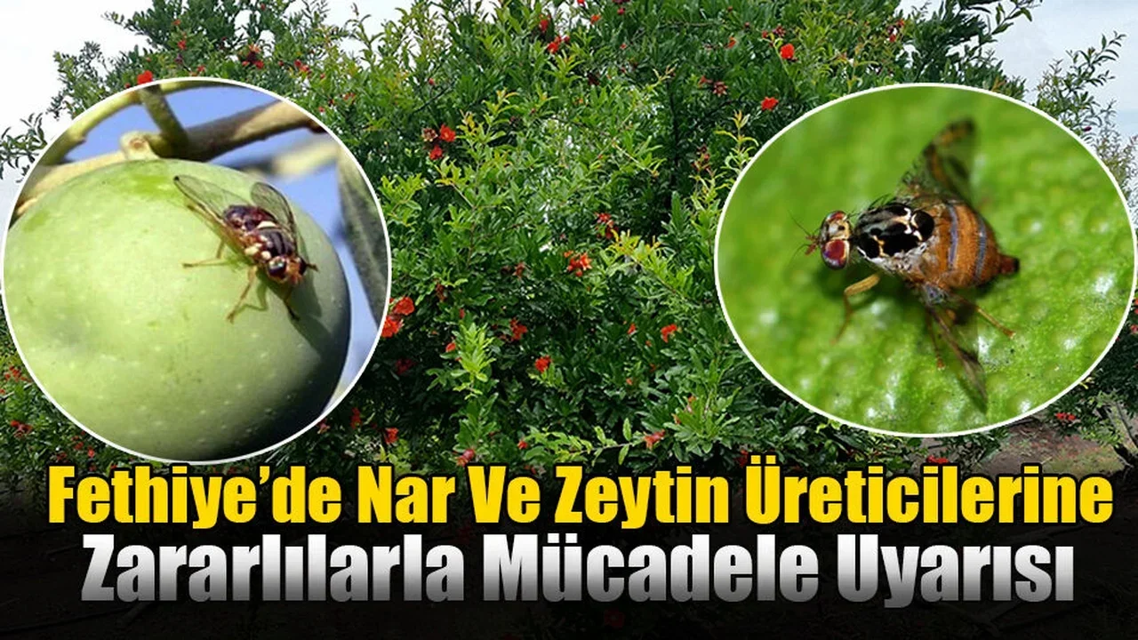 Fethiye’de Nar Ve Zeytin Üreticilerine Zararlılarla Mücadele Uyarısı
