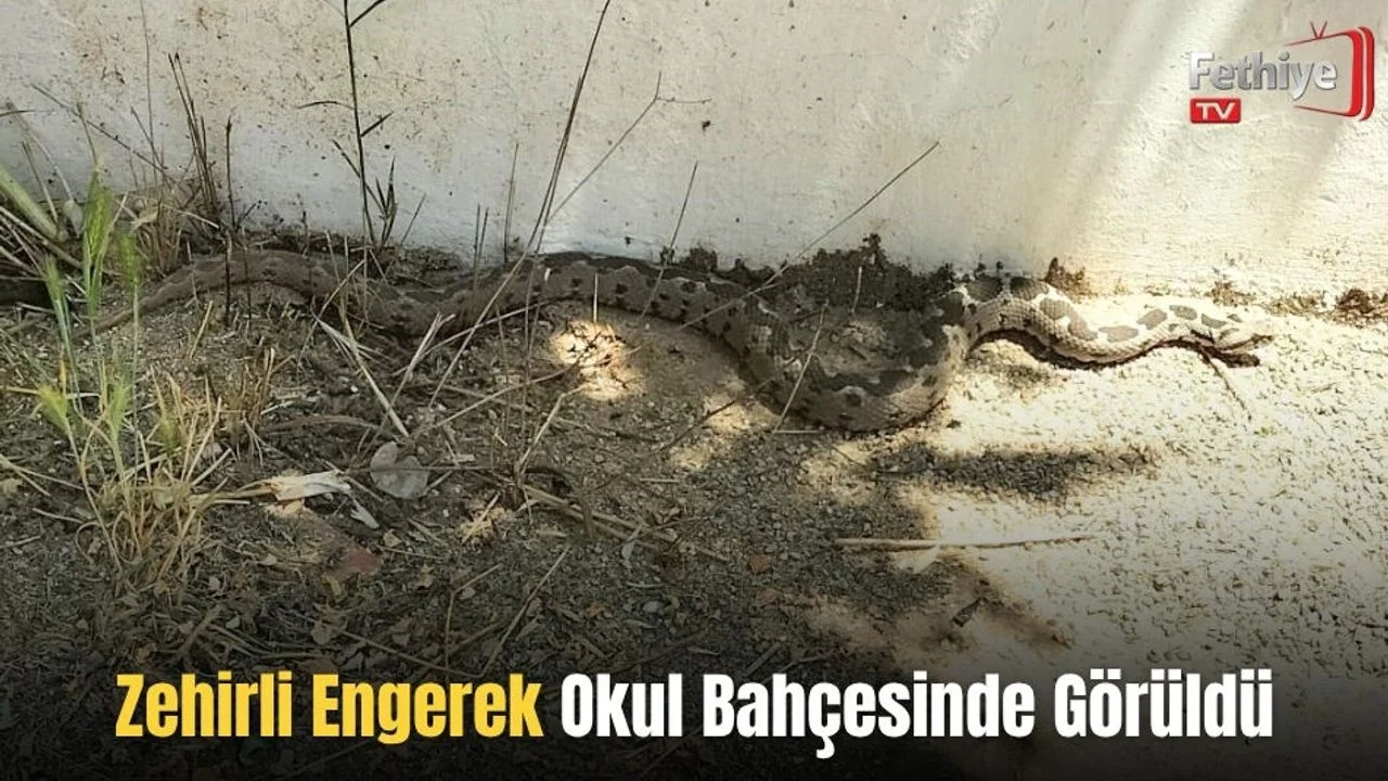 Zehirli Engerek Okul Bahçesinde Görüldü