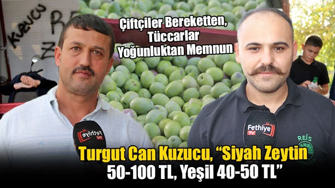 Fethiye’de Zeytin Hasadı Başladı