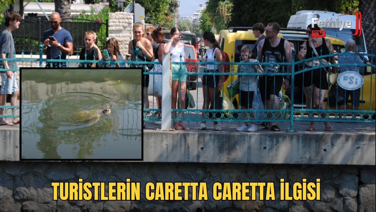 Fethiye limanı ve DSİ kanalındaki Caretta Caretta kaplumbağaları turistlerin ilgi odağı oluyor.