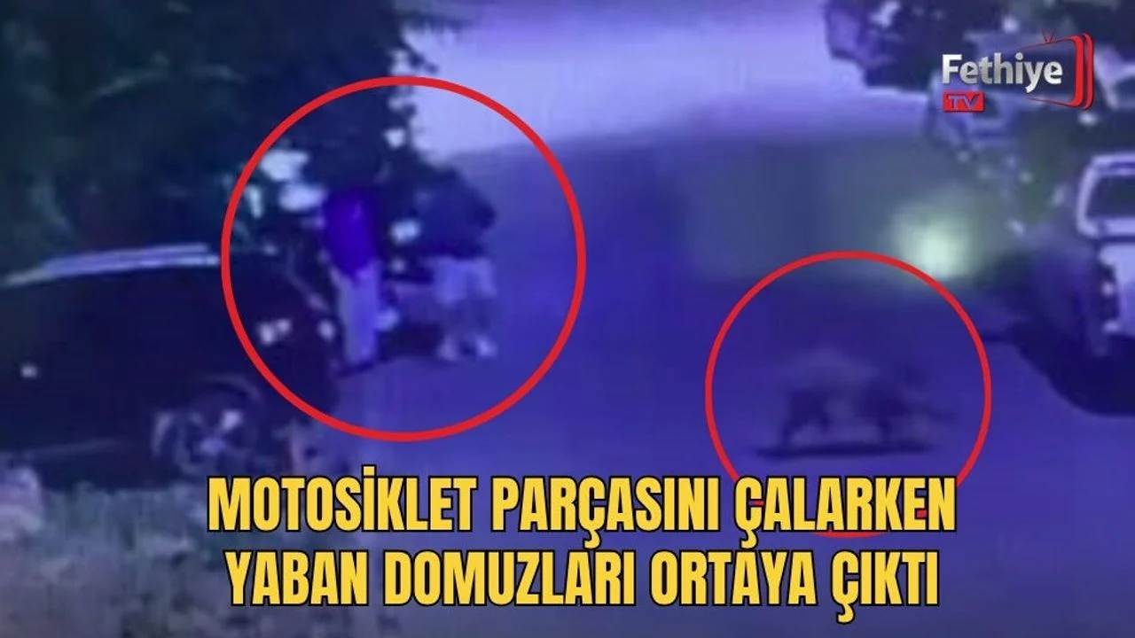 Motosiklet Parçasını Çalarken Yaban Domuzları Ortaya Çıktı