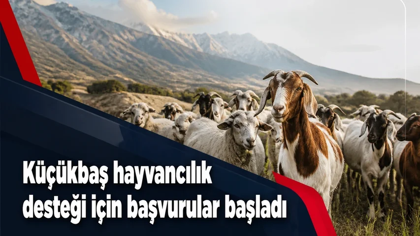 Temsili görsel: Fethiye ve Seydikemer'deki küçükbaş hayvan üreticileri kuzu ve oğlak destek başvurusu için bilgilendiriliyor.