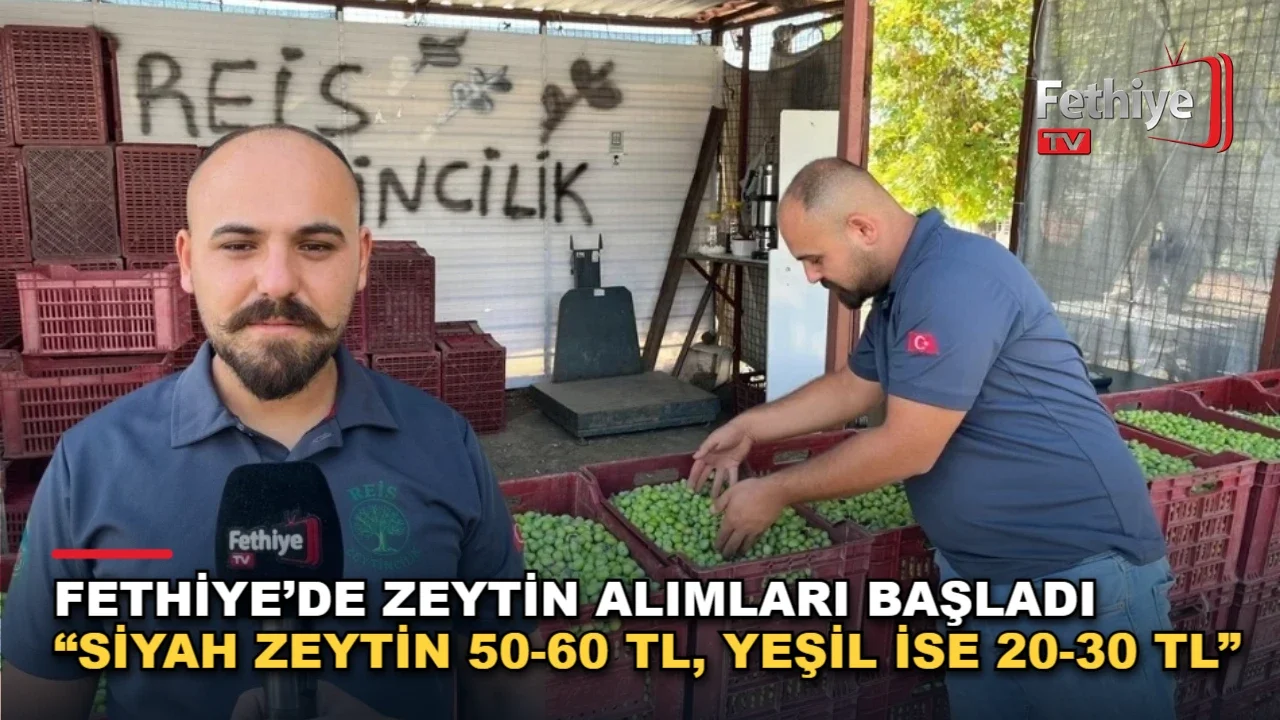 Fethiye’de Zeytin Alımları Başladı “Siyah Zeytin 50-60 TL, Yeşil İse 20-30 TL”
