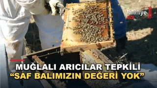 Muğla'da çam balı hasadı yapan arıcılar, glikozlu ürünlerden şikayetçi.