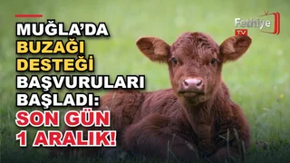 Muğla'da büyükbaş yetiştiricileri için 2026 buzağı desteği başvuru süreci hakkında bilgilendirme