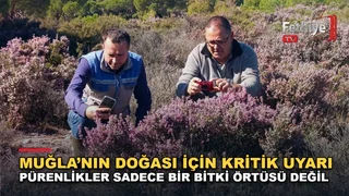 Latmos Dağları'nda doğal yetişen püren bitkilerinin arıcılık ve biyolojik çeşitlilik açısından önemi vurgulandı.
