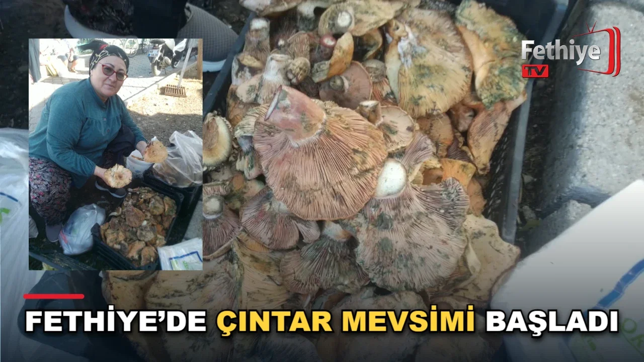 Fethiye’de Çıntar Mevsimi Başladı