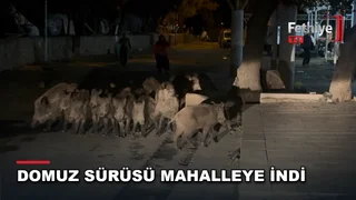 Bodrum Bitez Mahallesi'nde pazar yerine yaklaşan yaban domuzu sürüsü tedirginliğe yol açtı