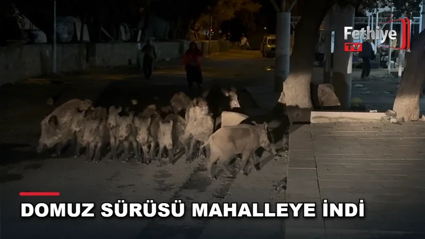 Bodrum Bitez Mahallesi'nde pazar yerine yaklaşan yaban domuzu sürüsü tedirginliğe yol açtı