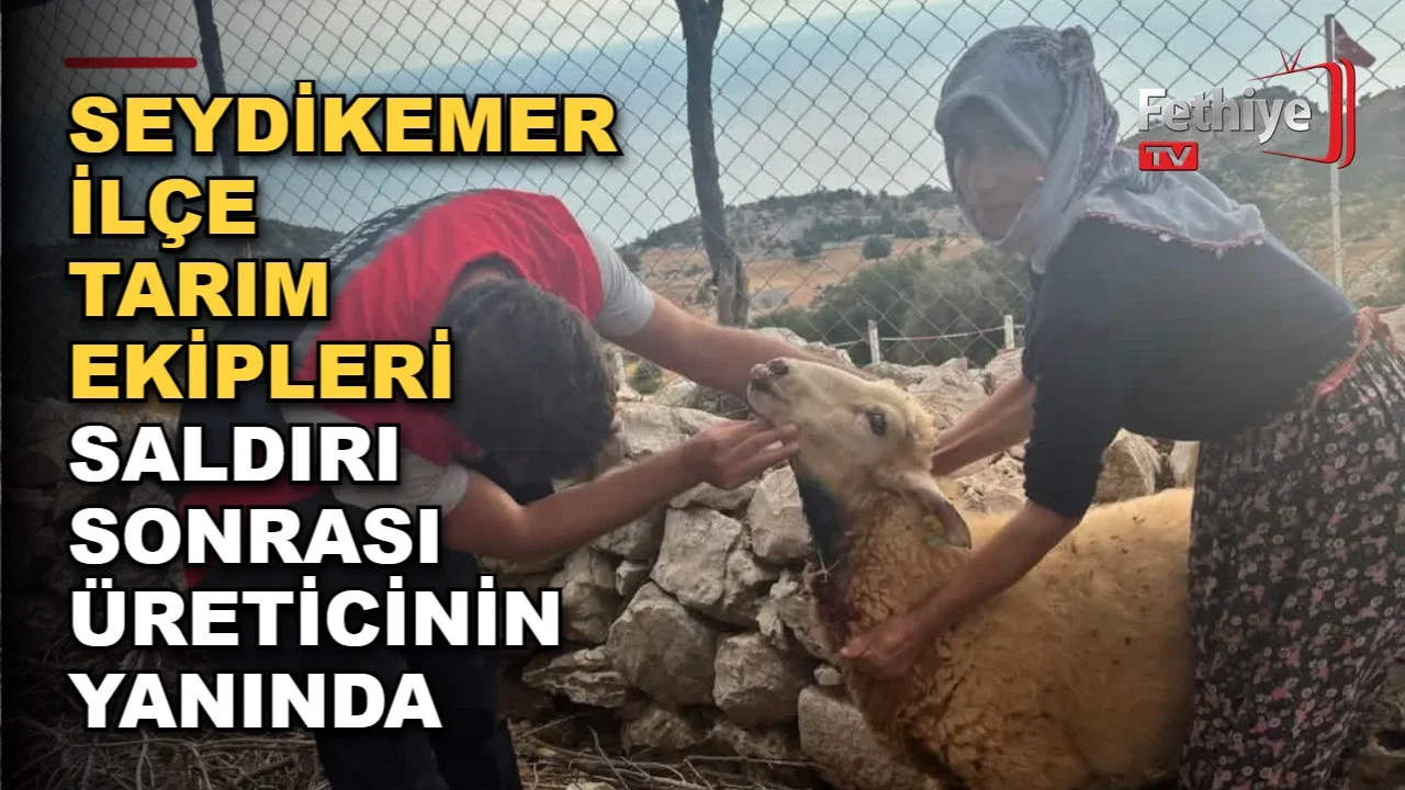 Seydikemer'de küçükbaş hayvanlara vahşi hayvan saldırısı sonrası Tarım ve Orman ekipleri inceleme yaptı
