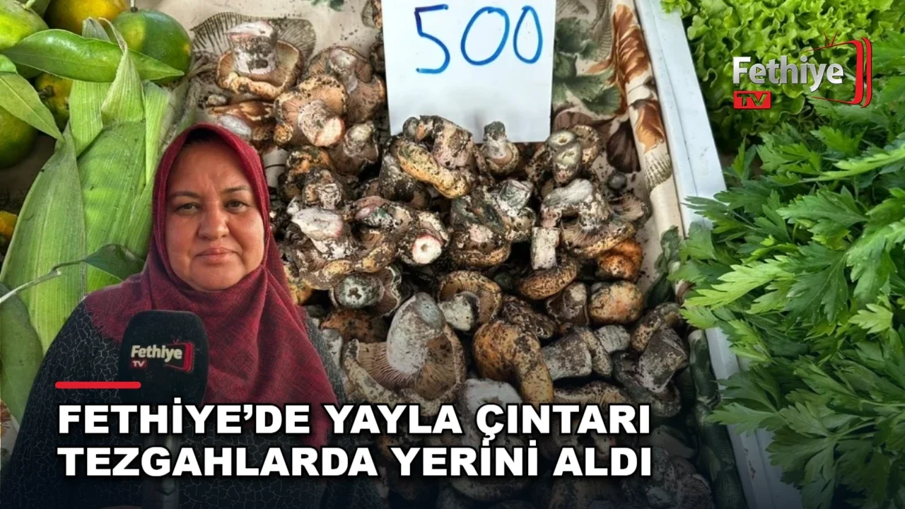 Fethiye üretici pazarında satışa sunulan çıntar mantarı, Karabel Yaylası'ndan toplanıyor.
