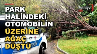 Menteşe Orhaniye Mahallesi'nde yağış sonrası devrilen çam ağacı park halindeki otomobilde hasara yol açtı