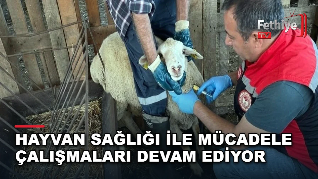 Muğla Tarım ve Orman ekiplerinin küçükbaş hayvanlardan kan numunesi aldığı sürvey çalışması