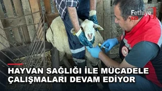 Muğla Tarım ve Orman ekiplerinin küçükbaş hayvanlardan kan numunesi aldığı sürvey çalışması