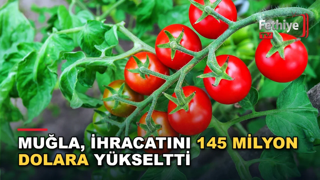 Muğla ihracat verilerinde su ürünleri sektörünün etkisiyle dikkat çeken artış