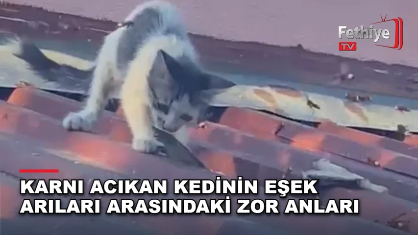 Fethiye'de bir iş yeri önünde kedi ile kızıl arıların balık kuyruğu mücadelesi